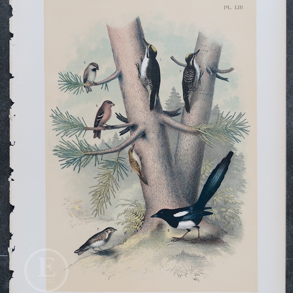 Banded Three-toed Woodpecker, Brown Creeper, White-winged Crossbill  - Original Chromolithograph 1878 . Big real lithograph 145 years old!
