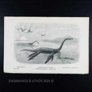 Lagarto marino de cuello largo (Plesiosaurus dolichodeirus) de 1897: Litografía vintage original de un monstruo extinto ilustrado por J. Smit.