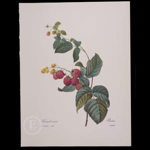 RÖDA HALLON - Blommor och frukter av Pierre Redoute - Vintageutgåva 1980