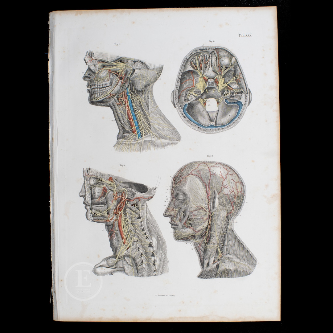 1860 Nerves of the Head and Neck – Hand-colored Steel Engraving From an ...