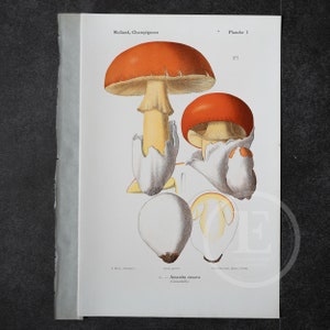 May include: A vintage botanical illustration of a red and white mushroom, labelled "Amanita caesarea" (Caesar's Mushroom). The illustration is from a book titled "Rollard, Champignons" and is labelled "Planche 1".