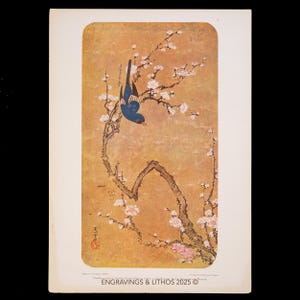 May include: A vintage print featuring a blue bird perched upside down on a flowering branch. The artwork has a warm, golden background and delicate pink blossoms. The print includes the text "ENGRAVINGS & LITHOS 2025 ©".