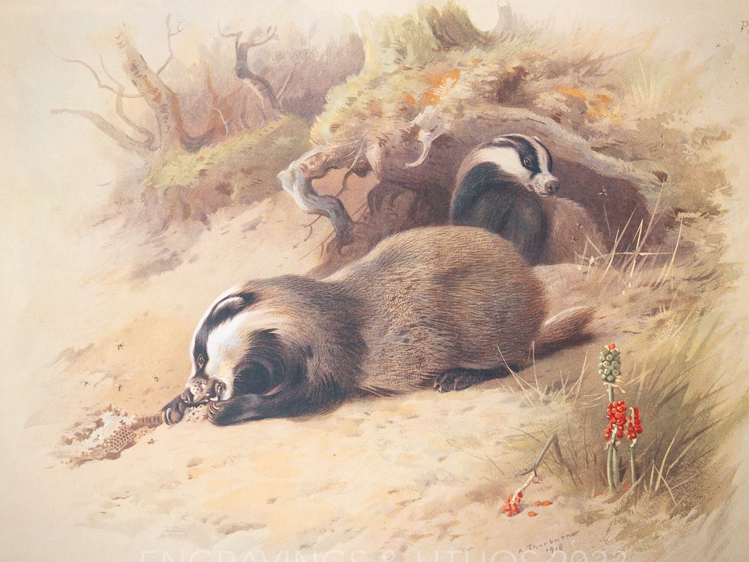 Badger - Vintage Print From the Book "british Mammals" A. Thornburn ...