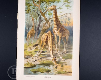 Jirafas - Litografía original en color - El mundo animal ilustrado 1894