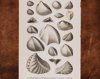 ANCIENT FOSSILS BIVALVES: Trigorodus, Trigonia and Myophora  - Original Lithography of Fossils ca 1910