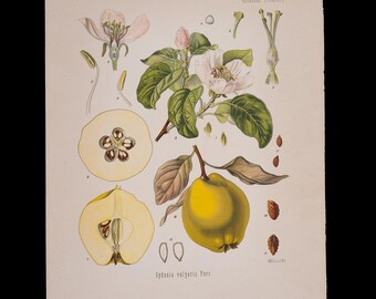 1887年 マルメロ（Cydonia Vulgaris） – コーラーの薬用植物図鑑からのアンティーク植物画