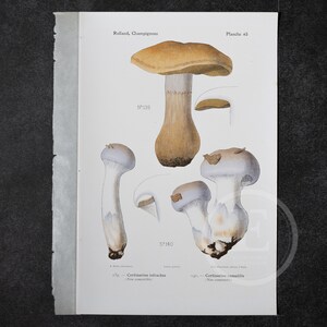 May include: A vintage botanical illustration of mushrooms, featuring detailed drawings of different species. The artwork includes a large mushroom with a tan cap and a white stem, along with several smaller mushrooms. Text includes "Rolland, Champignons" and "Planche 63".