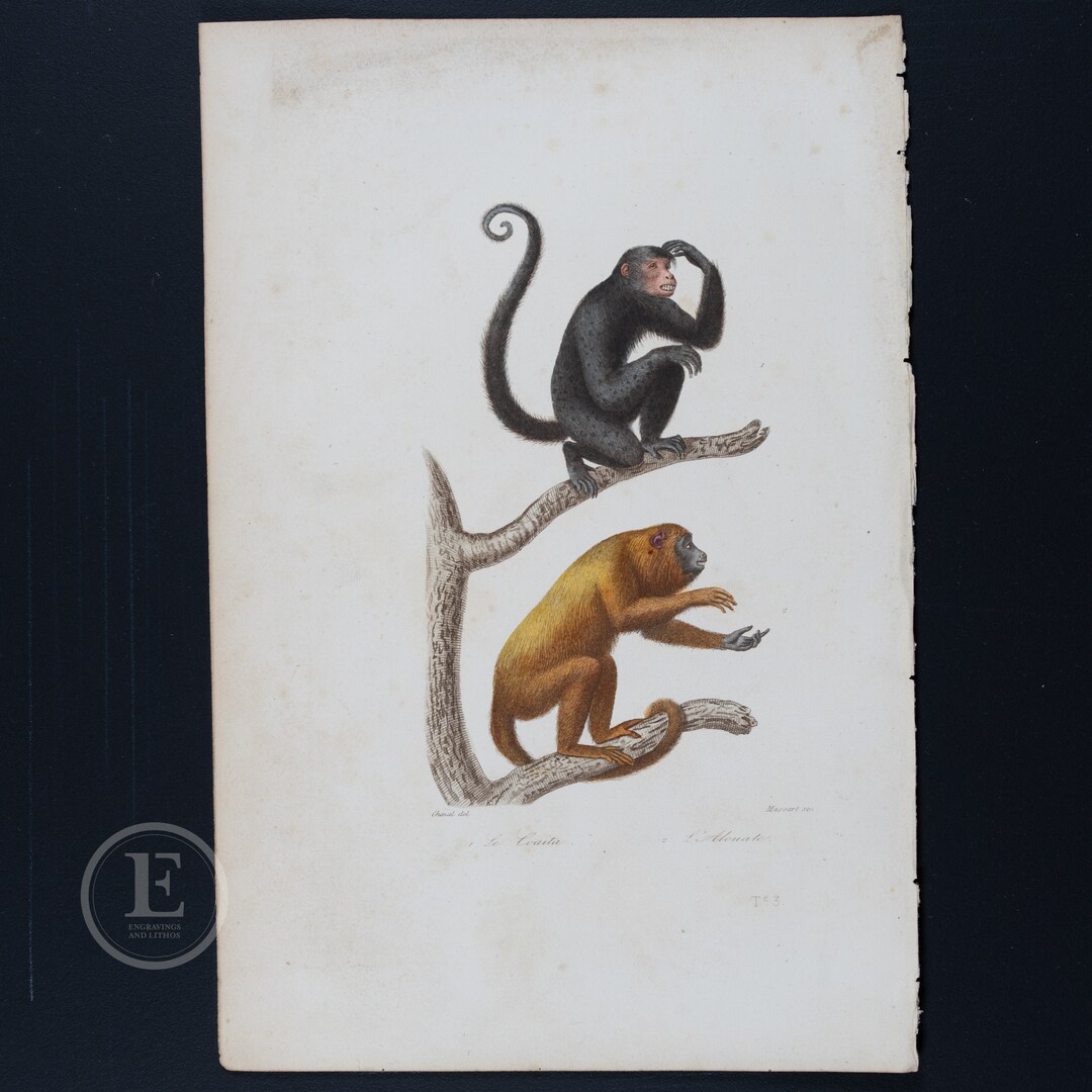 PITS Monkey(ステンシルアート) 1837 MONKEYS: Red-faced Spider and Howler / Authentic Steel