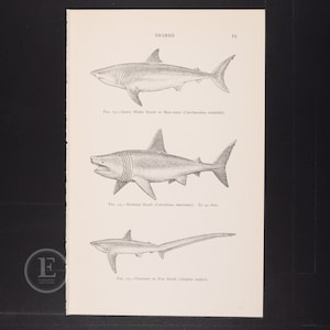 Può includere: Un'illustrazione in bianco e nero di tre diversi tipi di squali: uno squalo bianco, uno squalo elefante e uno squalo volpe. L'illustrazione è tratta da un libro antico sugli squali.