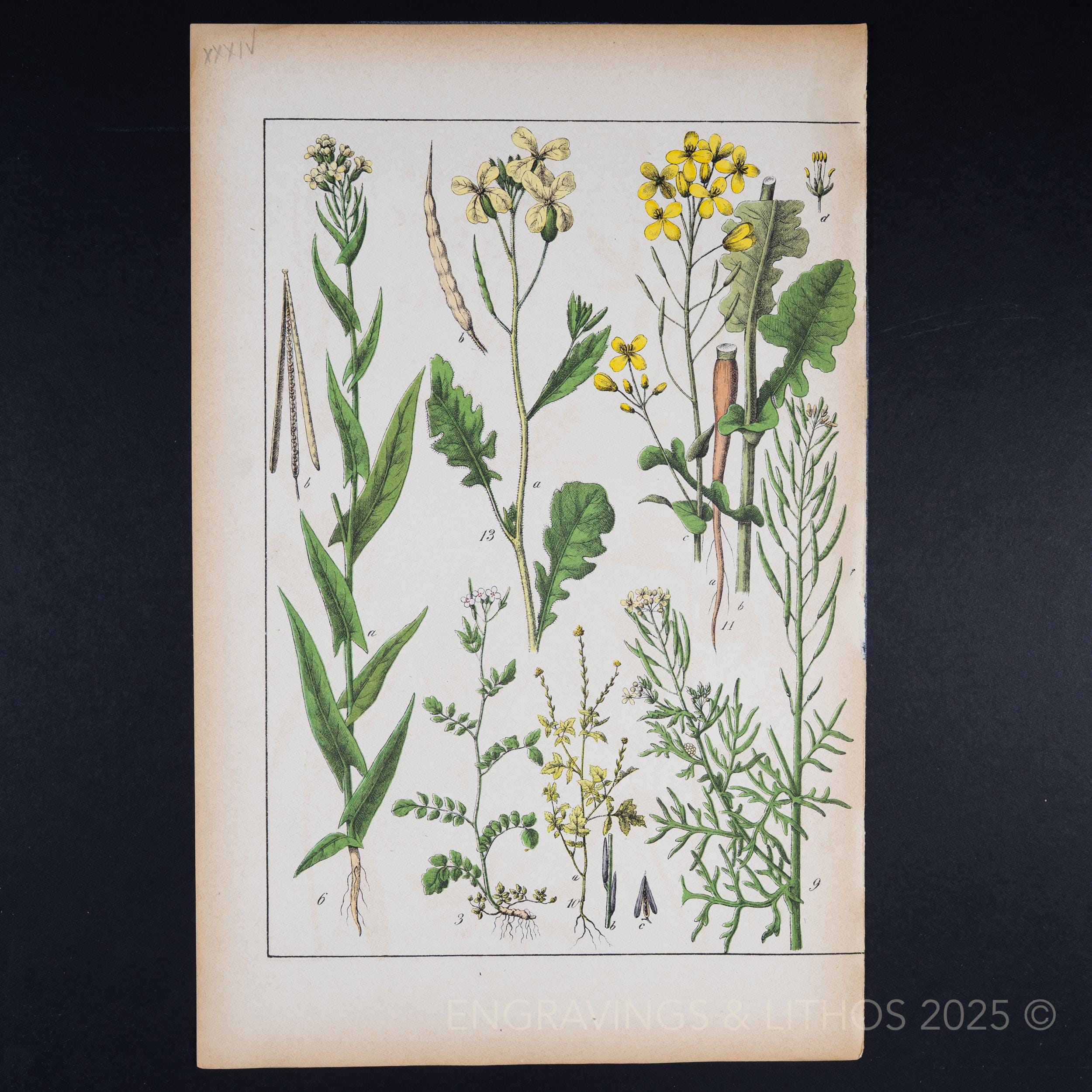 ca. 1891 MUSTARD, BRASSICA & Edible SEED Plants - Antique Botanical Chromolithograph from Atlas d'histoire naturelle (19th Century Original)