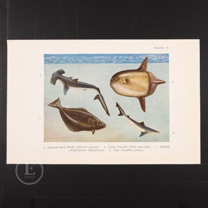 Hammer-head Shark/ Tailed Sun-fish/ Halibut / Tope  - Original color vintage print out of the book &quot;Giant Fishes, Whales, and Dolphins&quot; 1938