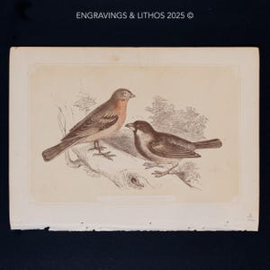 1851 LINNET & SPARROW – Antique Lithograph – Original The Natural History of the Sacred Scriptures, and Guide to General Zoology