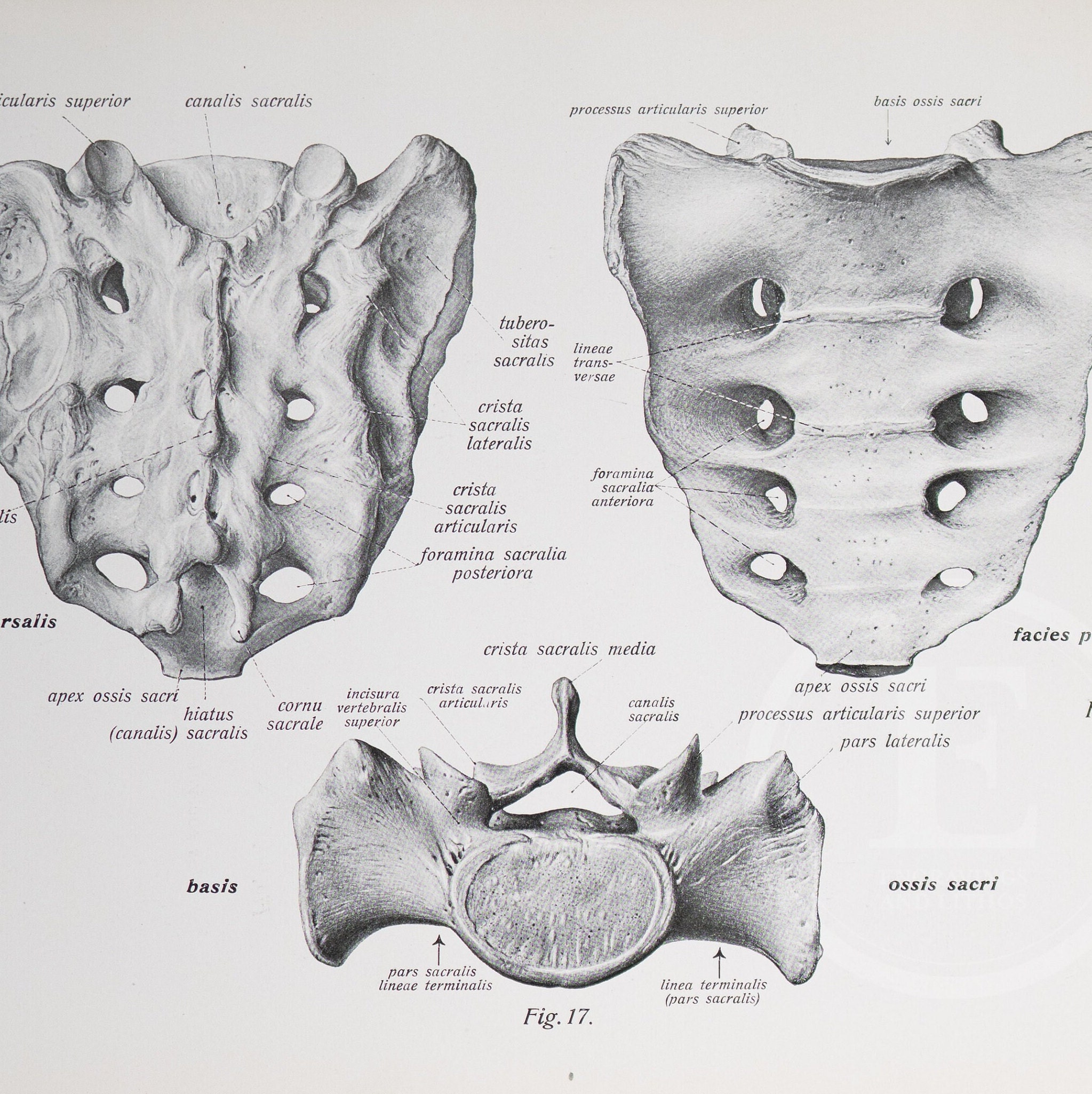 Bones: Sacrum / Coccyx - Human Anatomy - Descriptive Anatomy