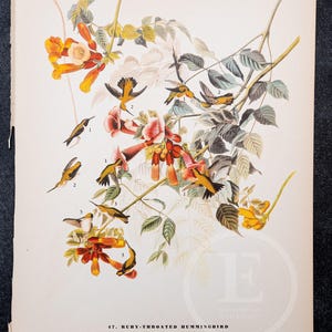 1937 - Colibrí garganta rubí y trino cerúleo – Impresión vintage de aves de Audubon