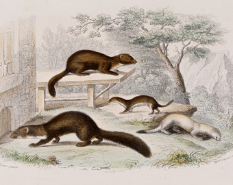 The marten, the polecat, the weasel, the ermine / Hand-colored plate from "Ouvres Complete de Buffon" 1866