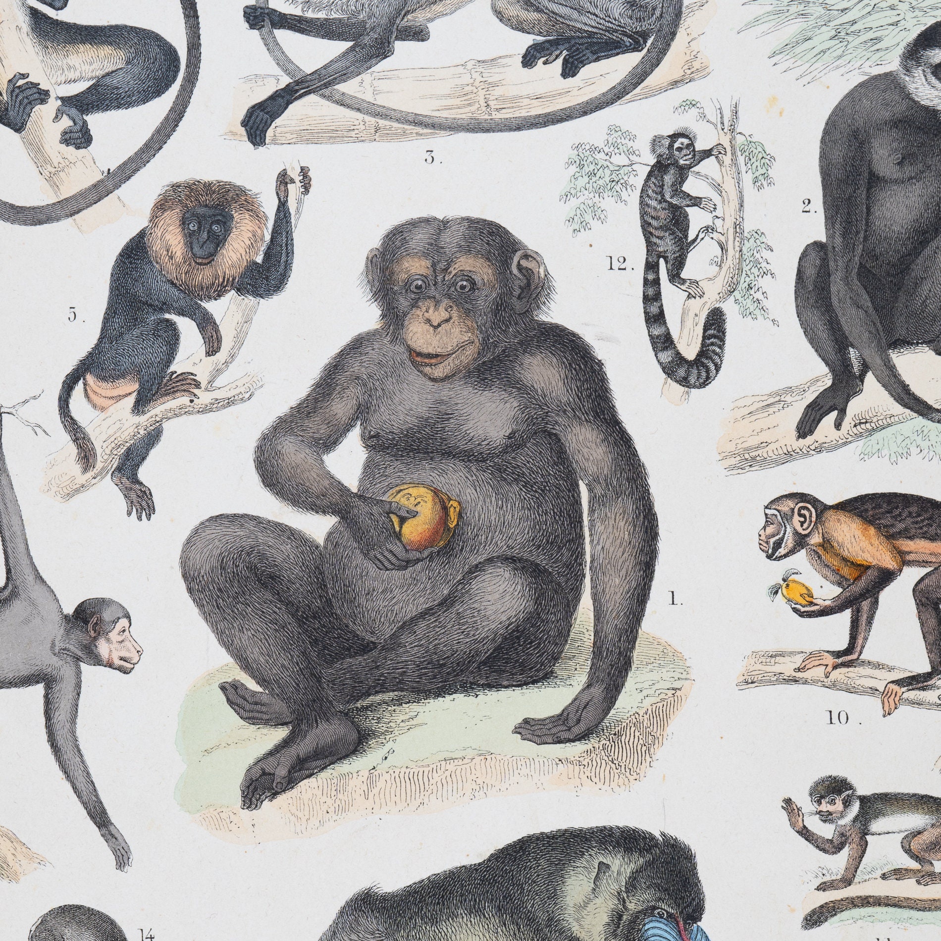 Primates: Monkeys, Chimpanzee, Mandril, Baboon, Lemurs - Original Steel ...