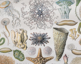 海洋学：ヒトデ、クラゲ、サンゴ、イソギンチャク 『Le Noveau Larousse Illustre Edition』より - オリジナルページ