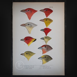 Tanagers: Ocidental, de Verão, de Cooper e Hepático - Impressão original do livro &quot;Uma História das Aves Norte-Americanas&quot; Baird 1874