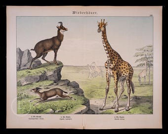 May include: A vintage-style zoological print titled Wiederkäuer featuring a giraffe, a chamois, and a gazelle in a natural landscape. The illustration includes detailed depictions of these animals with text labels below each figure in a classic scientific format.
