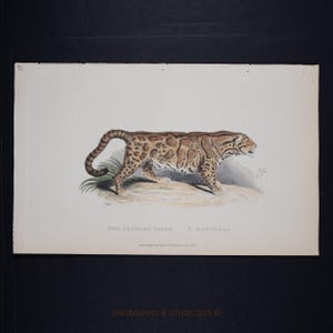 Puede incluir: Una impresión vintage de un tigre nebuloso, con una ilustración detallada del animal en tonos marrones y beige con manchas oscuras. La impresión incluye el texto "THE CLOUDED TIGER. F. NEBULOSA."