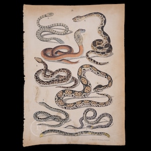 Puede incluir: Una ilustración antigua de ocho tipos diferentes de serpientes. Las serpientes se representan en varias poses, incluyendo enroscadas, deslizándose y con la cabeza levantada. La ilustración está impresa en papel de color crema con un borde marrón.
