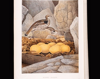 Ruffed Grouse,  its Nest and Eggs  - Beautifully chromolithographed print from Nests and Eggs of Birds of the USA by Thomas Gentry, 1882.