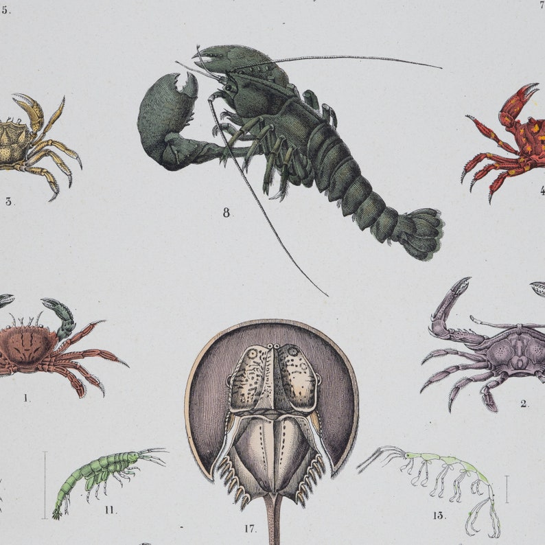 Crustaceans: Lobster, Shrimps, Krills, Spiny Lobster, Crabs - Original ...