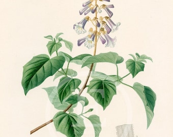 1849 - Empress Tree flower – d’Orbigny Natural History Engraving, Hand-Colored – d’Orbigny Natural History Engraving, Hand-Colored