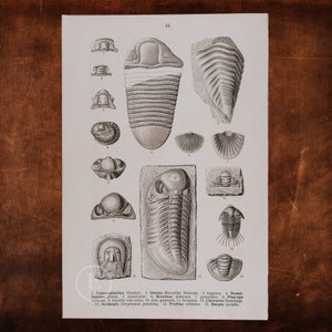 May include: A black and white scientific illustration of various trilobite fossils. The image includes 15 different trilobite species, labeled with their scientific names. The image is from a book titled "16".