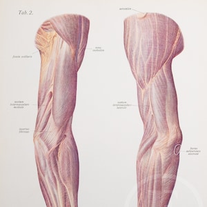 Human arm:  muscles and fascia - Human Anatomy - Descriptive Anatomy book from 1926