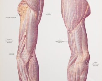 Human arm:  muscles and fascia - Human Anatomy - Descriptive Anatomy book from 1926