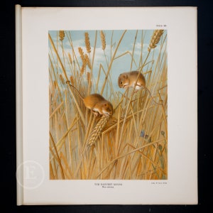 HARVEST MOUSE  / Authentic Chromolithograp print &quot;The Mammals of Great Britain and Ireland&quot; by John Gille Millais/ Big print 13.5x12 in!