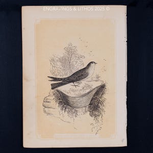 1851 SVALAN OCH BOET – Antik litografi – Originalet De Heliga Skrifternas naturhistoria och guide till allmän zoologi