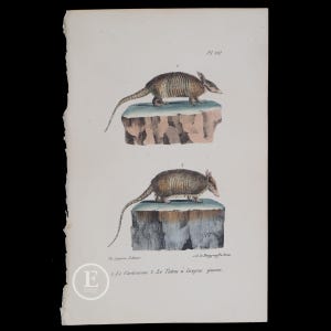 May include: A vintage, hand-colored illustration of two armadillos, one on a rock and one on a log. The illustration is from a book titled "Le Tatou a longue queue" and is printed on a sheet of paper with a watermark.