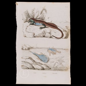 May include: An antique illustration of a lizard and two fish. The lizard is brown with a blue underside and is perched on a rock. The fish are blue and have long, thin bodies. The illustration is in black and white with hand-painted color.