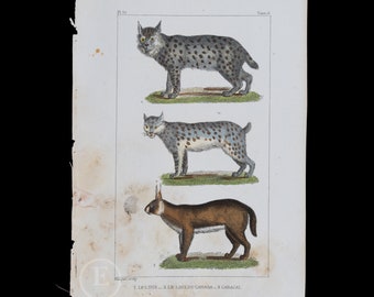 LYNX and CARACAL / Authentic Steel engraving from Oeuvres completes de Buffon 1829 - Hand colored!