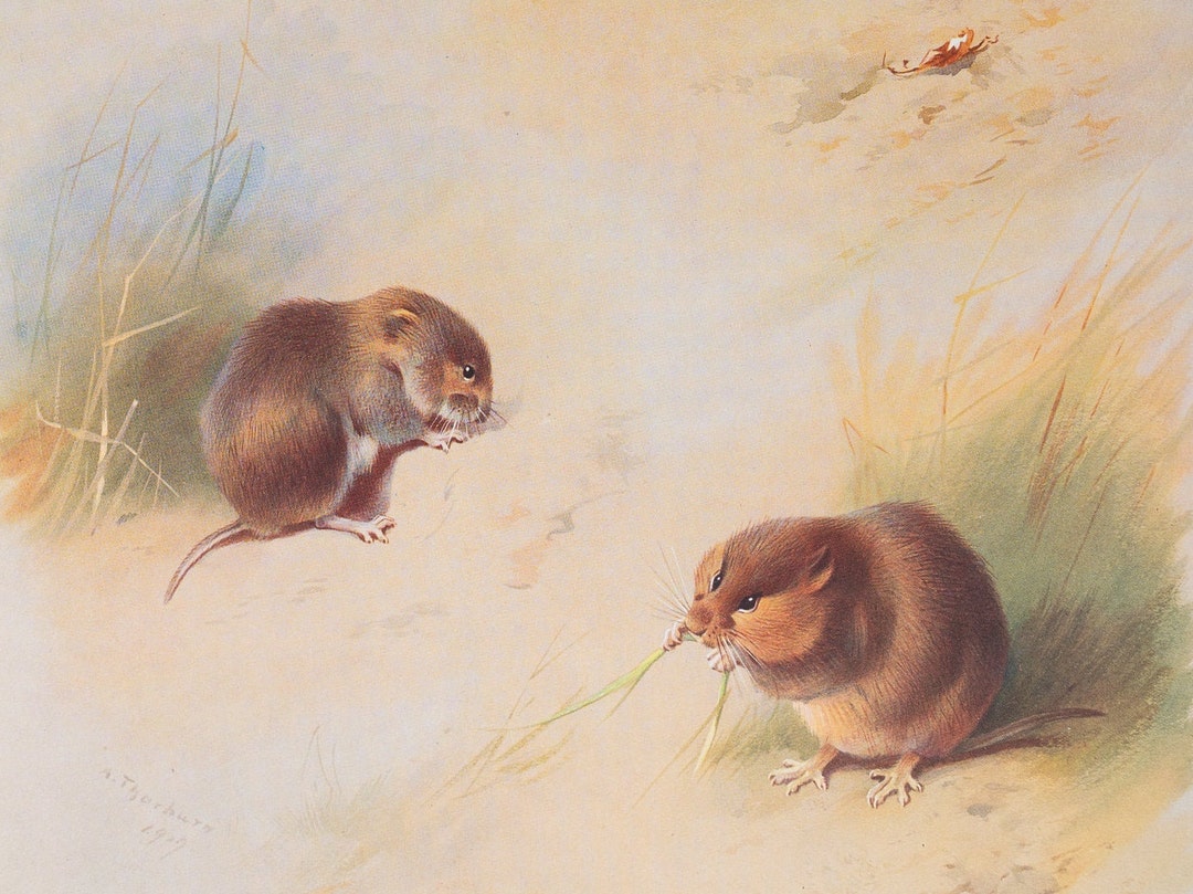 Field and Bank Vole - Vintage Print From the Book "british Mammals" A ...