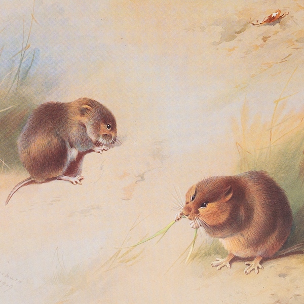 Field and Bank vole - Vintage print from the book "British Mammals" A. Thornburn, Vol. 2 - 1921