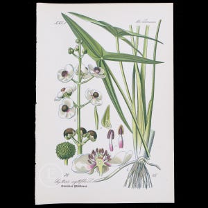 1886 PATATA DE ARROYA o PATATA DE PATO - Flora de Alemania, Austria y Suiza Cromolitografía botánica original