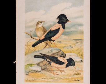 Rosy Starling:  Male, Female and Young - Big chromolithographed antique Ornithology Print Naumann 1897 (11 x 15 inches)