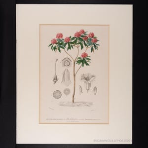 1849 RHODODENDRON TREE - Matte included - Dictionnaire d&#39;histoire by Charles d&#39;Orbigny-Engraving Hand Colored! Ready to frame or gift.