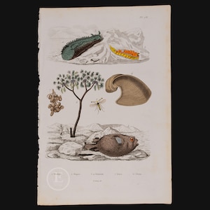 May include: An antique illustration depicting a sea slug, a tree with berries, a shell, a fly, and a fish. The illustration is in black and white with hand-painted details in shades of green, orange, and brown.