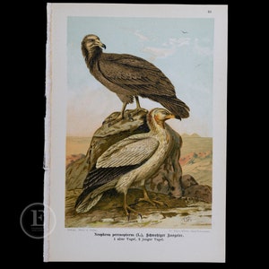 1901  EGYPTIAN VULTURES - Original Chromolithograph Antique Ornithology Print European Birds of Prey by Dr. Carl Hennicke