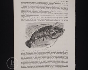 1857 The Lobster  . Original steel engraving black and white from Cassell's Popular Natural History