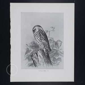 Little Owl  - Original vintage print &quot;British Birds with their Nests and Eggs&quot; 1896
