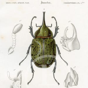 1849 - Östlig herkulesbagge och Chrysina Macropus – d’Orbigny Naturhistorisk gravyr, handkolorerad