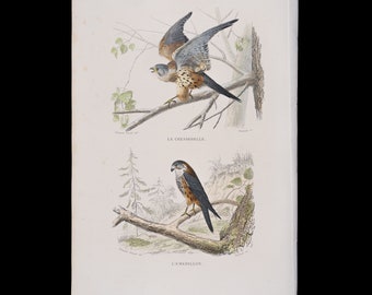 The crested lark and the merlin / Hand-colored plate from "Ouvres Complete de Buffon" 1866