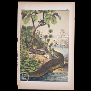 Shaw & Nodder Hand Colored Print of a Red Ibis in Custom Frame Shaw & Nodder Hand Colored Print of a Red Ibis in Custom Frame