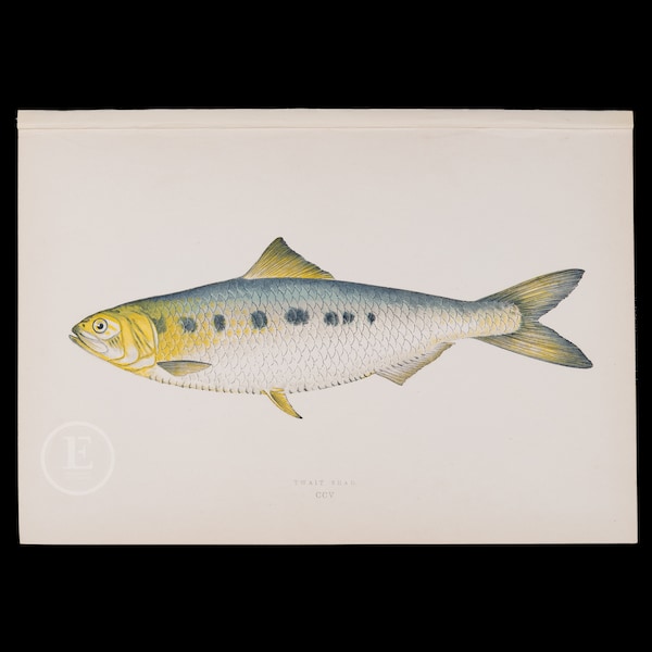 TWAIT SHAD  - Lithograph 1884, London for "History of the Fishes of the British Islands" by Jonathan Couch