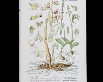 1886 ORCHIDS: MUSK and GHOST or Phantom Orchid - Flora of Germany, Austria and Switzerland Original Botanical Chromolithograph